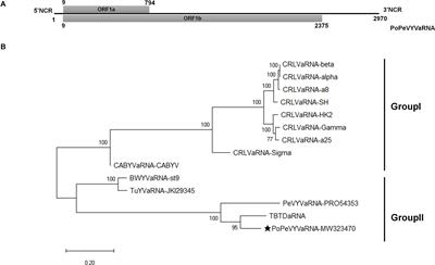 Biological and Genetic Characterization of Pod Pepper Vein Yellows Virus-Associated RNA From Capsicum frutescens in Wenshan, China